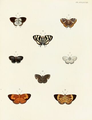Foreign butterflies occurring in the three continents Asia, Africa and America Pl.089
