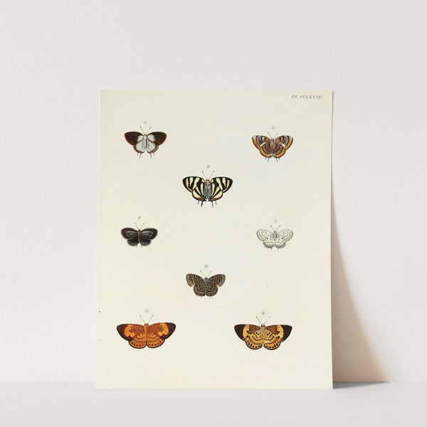 Foreign butterflies occurring in the three continents Asia, Africa and America Pl.089 (1779-1782) by Pieter Cramer