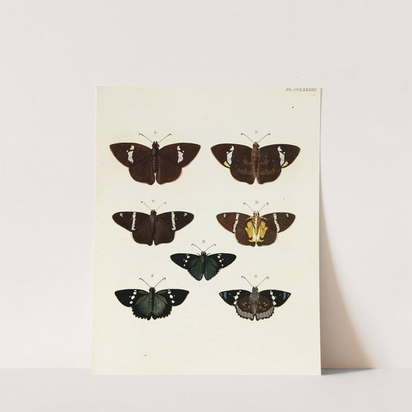 Foreign butterflies occurring in the three continents Asia, Africa and America Pl.090 (1779-1782) by Pieter Cramer