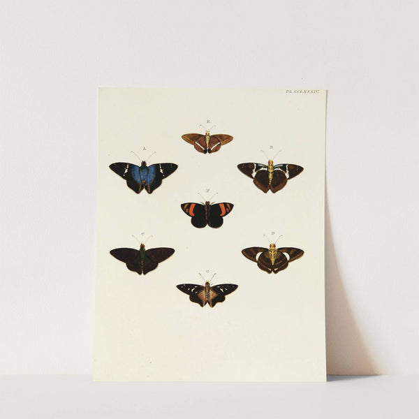 Foreign butterflies occurring in the three continents Asia, Africa and America Pl.091 (1779-1782) by Pieter Cramer