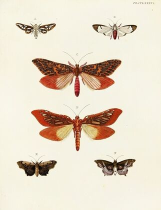 Foreign butterflies occurring in the three continents Asia, Africa and America Pl.093