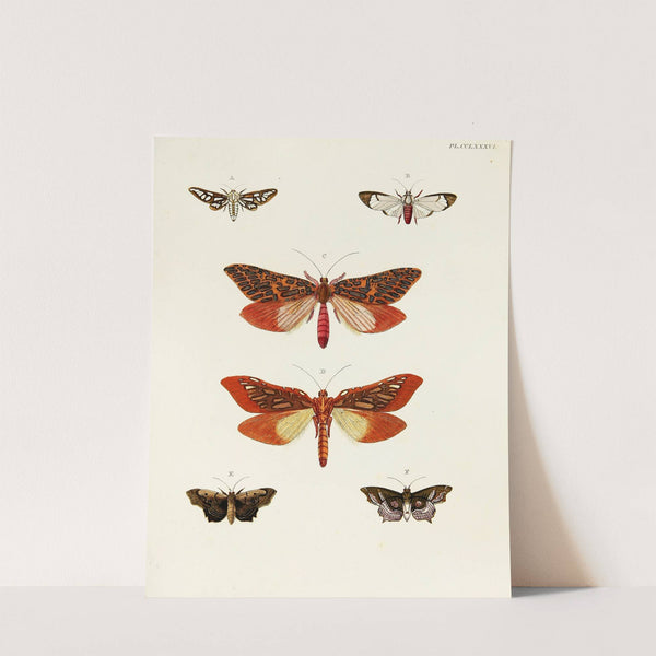 Foreign butterflies occurring in the three continents Asia, Africa and America Pl.093 (1779-1782) by Pieter Cramer