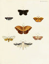 Foreign butterflies occurring in the three continents Asia, Africa and America Pl.094