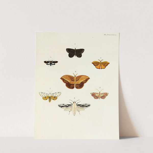 Foreign butterflies occurring in the three continents Asia, Africa and America Pl.094 (1779-1782) by Pieter Cramer