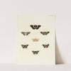 Foreign butterflies occurring in the three continents Asia, Africa and America Pl.095 (1779-1782) by Pieter Cramer
