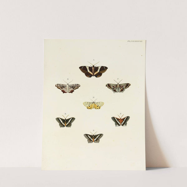 Foreign butterflies occurring in the three continents Asia, Africa and America Pl.095 (1779-1782) by Pieter Cramer