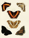 Foreign butterflies occurring in the three continents Asia, Africa and America Pl.096