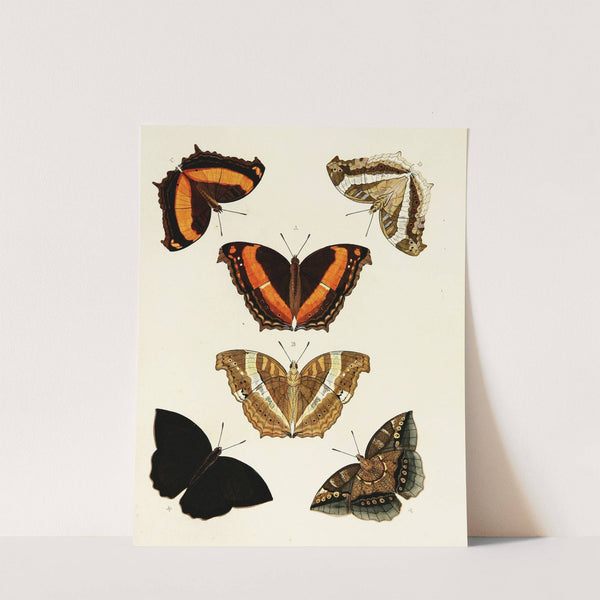 Foreign butterflies occurring in the three continents Asia, Africa and America Pl.096 (1779-1782) by Pieter Cramer