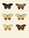 Foreign butterflies occurring in the three continents Asia, Africa and America Pl.098