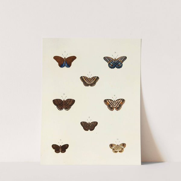 Foreign butterflies occurring in the three continents Asia, Africa and America Pl.100 (1779-1782) by Pieter Cramer