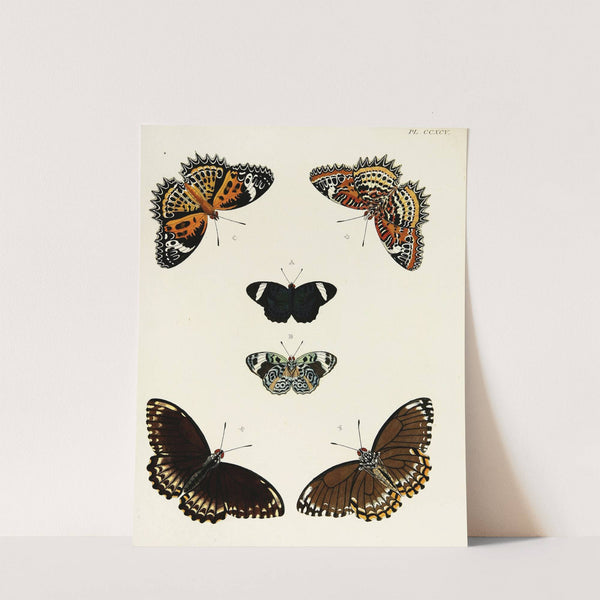 Foreign butterflies occurring in the three continents Asia, Africa and America Pl.101 (1779-1782) by Pieter Cramer