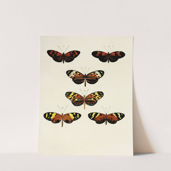 Foreign butterflies occurring in the three continents Asia, Africa and America Pl.103 (1779-1782) by Pieter Cramer