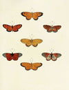 Foreign butterflies occurring in the three continents Asia, Africa and America Pl.104
