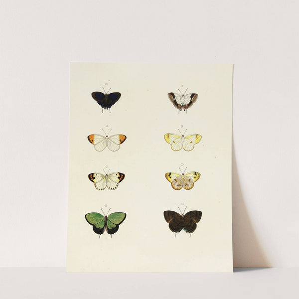 Foreign butterflies occurring in the three continents Asia, Africa and America Pl.105 (1779-1782) by Pieter Cramer