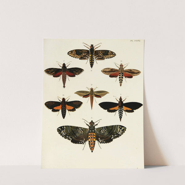 Foreign butterflies occurring in the three continents Asia, Africa and America Pl.107 (1779-1782) by Pieter Cramer