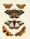 Foreign butterflies occurring in the three continents Asia, Africa and America Pl.108