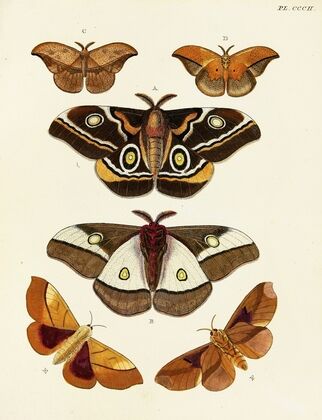 Foreign butterflies occurring in the three continents Asia, Africa and America Pl.108