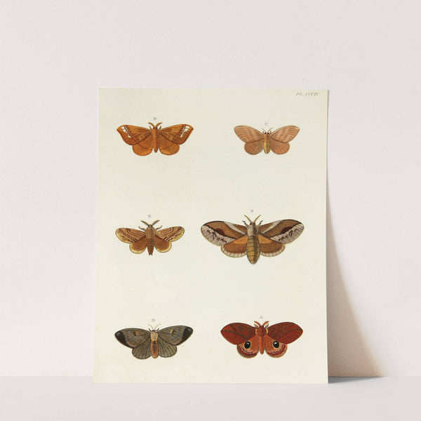 Foreign butterflies occurring in the three continents Asia, Africa and America Pl.110 (1779-1782) by Pieter Cramer