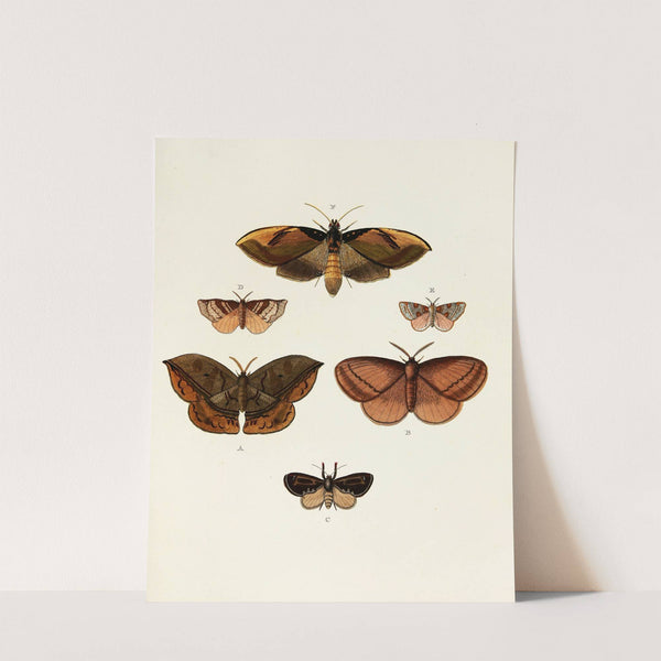 Foreign butterflies occurring in the three continents Asia, Africa and America Pl.111 (1779-1782) by Pieter Cramer