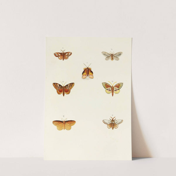 Foreign butterflies occurring in the three continents Asia, Africa and America Pl.112 (1779-1782) by Pieter Cramer