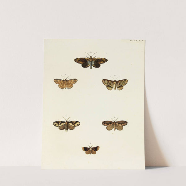 Foreign butterflies occurring in the three continents Asia, Africa and America Pl.114 (1779-1782) by Pieter Cramer