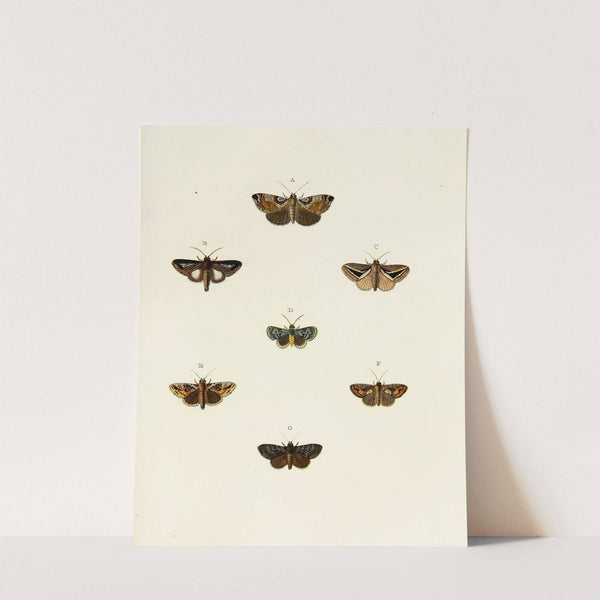 Foreign butterflies occurring in the three continents Asia, Africa and America Pl.117 (1779-1782) by Pieter Cramer