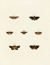 Foreign butterflies occurring in the three continents Asia, Africa and America Pl.118