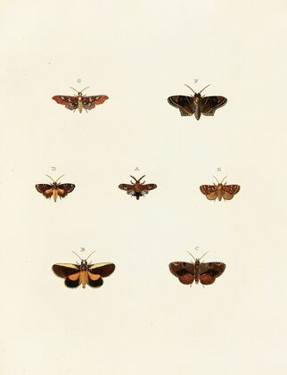Foreign butterflies occurring in the three continents Asia, Africa and America Pl.118