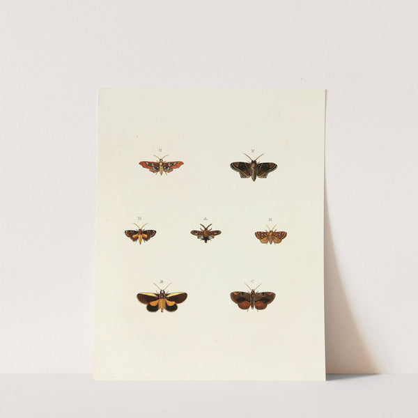 Foreign butterflies occurring in the three continents Asia, Africa and America Pl.118 (1779-1782) by Pieter Cramer