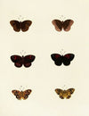 Foreign butterflies occurring in the three continents Asia, Africa and America Pl.120