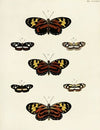Foreign butterflies occurring in the three continents Asia, Africa and America Pl.122
