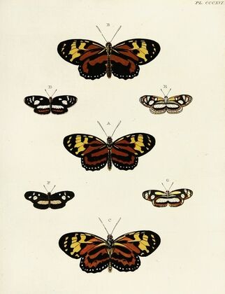 Foreign butterflies occurring in the three continents Asia, Africa and America Pl.122