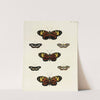 Foreign butterflies occurring in the three continents Asia, Africa and America Pl.122 (1779-1782) by Pieter Cramer