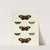 Foreign butterflies occurring in the three continents Asia, Africa and America Pl.122 (1779-1782) by Pieter Cramer