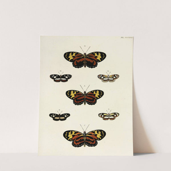 Foreign butterflies occurring in the three continents Asia, Africa and America Pl.122 (1779-1782) by Pieter Cramer