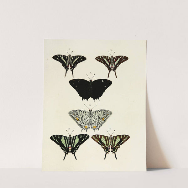 Foreign butterflies occurring in the three continents Asia, Africa and America Pl.123 (1779-1782) by Pieter Cramer