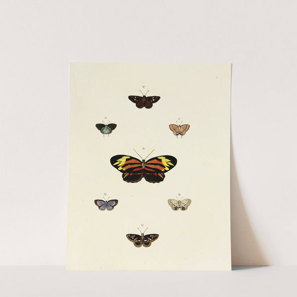 Foreign butterflies occurring in the three continents Asia, Africa and America Pl.125 (1779-1782) by Pieter Cramer