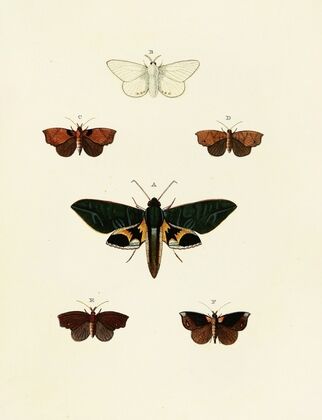 Foreign butterflies occurring in the three continents Asia, Africa and America Pl.127