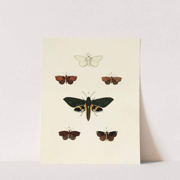 Foreign butterflies occurring in the three continents Asia, Africa and America Pl.127 (1779-1782) by Pieter Cramer