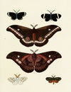 Foreign butterflies occurring in the three continents Asia, Africa and America Pl.128