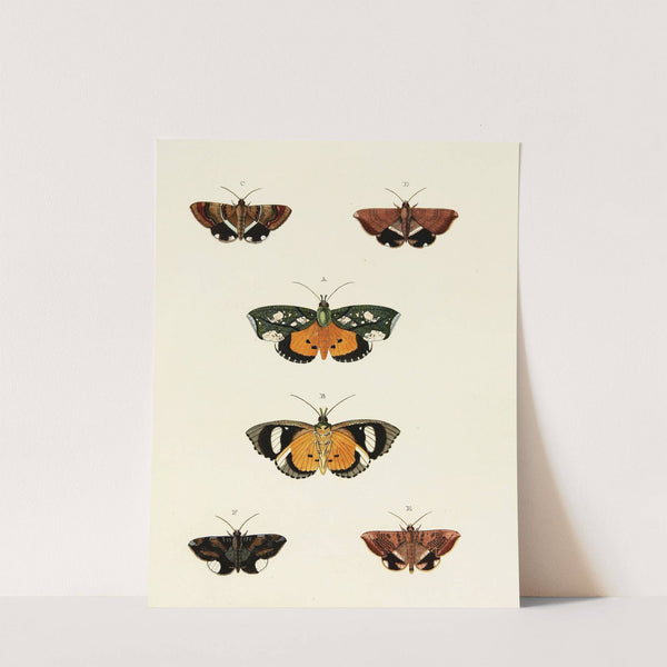 Foreign butterflies occurring in the three continents Asia, Africa and America Pl.129 (1779-1782) by Pieter Cramer