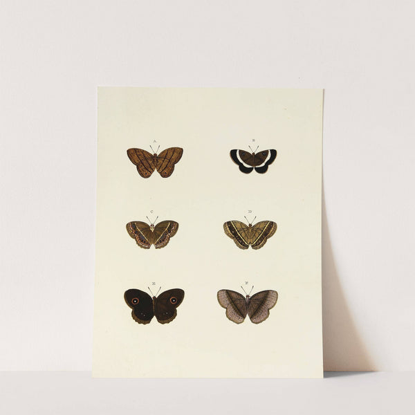 Foreign butterflies occurring in the three continents Asia, Africa and America Pl.132 (1779-1782) by Pieter Cramer