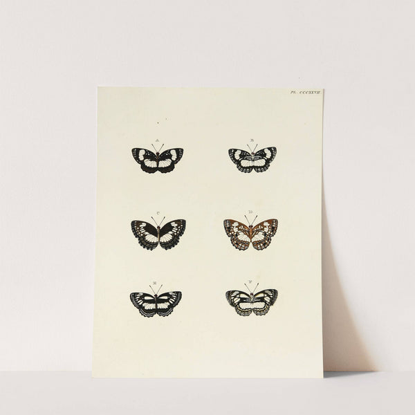 Foreign butterflies occurring in the three continents Asia, Africa and America Pl.133 (1779-1782) by Pieter Cramer