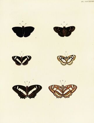 Foreign butterflies occurring in the three continents Asia, Africa and America Pl.134