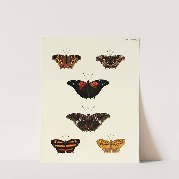 Foreign butterflies occurring in the three continents Asia, Africa and America Pl.136 (1779-1782) by Pieter Cramer