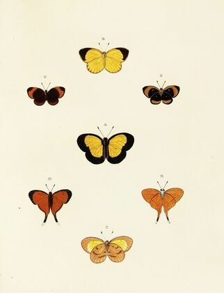 Foreign butterflies occurring in the three continents Asia, Africa and America Pl.137
