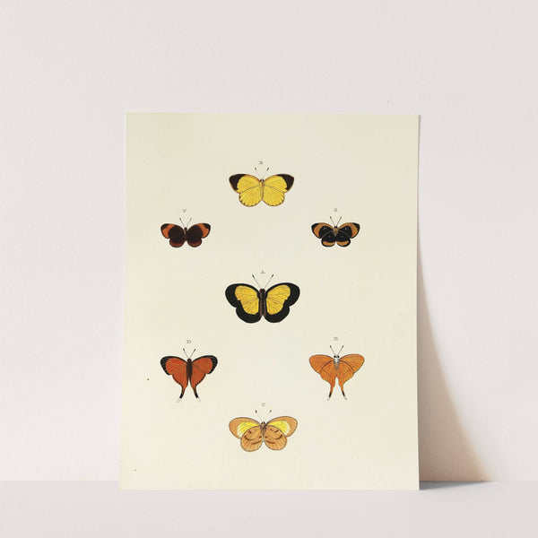 Foreign butterflies occurring in the three continents Asia, Africa and America Pl.137 (1779-1782) by Pieter Cramer