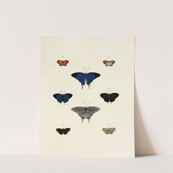 Foreign butterflies occurring in the three continents Asia, Africa and America Pl.138 (1779-1782) by Pieter Cramer