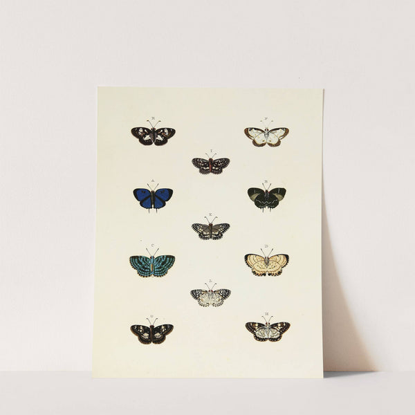 Foreign butterflies occurring in the three continents Asia, Africa and America Pl.140 (1779-1782) by Pieter Cramer