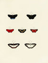 Foreign butterflies occurring in the three continents Asia, Africa and America Pl.141